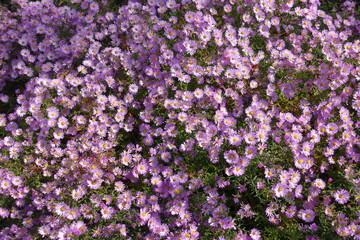 Fototapeta premium Plentiful pink flowers of Michaelmas daisies with bees in mid October