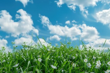 Obraz premium Beautiful panoramic natural spring summer background image with young green lush grass with small white flowers close-up against a blue sky with clouds