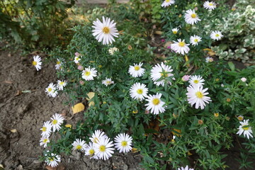 Flowers of white heath aster in mid October