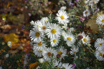 Group of white flowers of heath aster in mid October