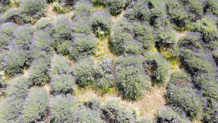 Beautiful lavender fields from the air.