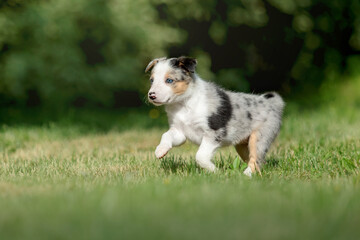 Adorable border collie puppy frolics in lush green grass, embodying the spirit of canine companionship.