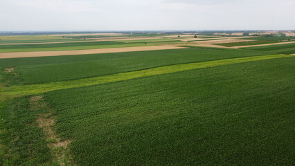 Obraz premium field and blue sky