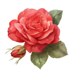 rose element isolated on white background.