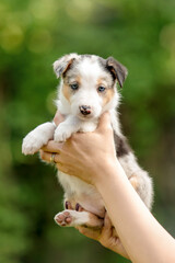 Obraz premium Cute border collie puppy at owners hands. Dog litter. Dog kennel. Puppy in hand