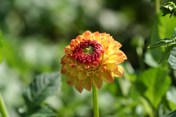 The yellow dahlia gracefully blooms in the sunlight, revealing its delicate petals. This charming floral arrangement stands out against the monochromatic backdrop of lush greenery