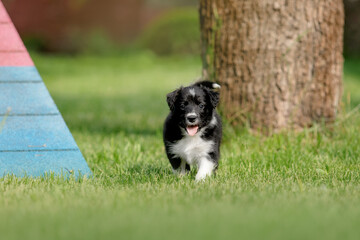 Adorable border collie puppy frolics in lush green grass, embodying the spirit of canine...