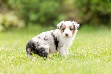 Adorable border collie puppy frolics in lush green grass, embodying the spirit of canine...