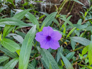 flowers in the garden