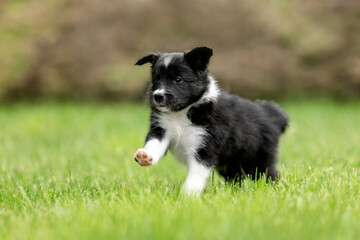 Adorable border collie puppy frolics in lush green grass, embodying the spirit of canine companionship.