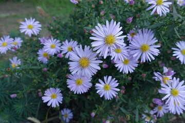 Bunch of violet flowers of Michaelmas daisies in October