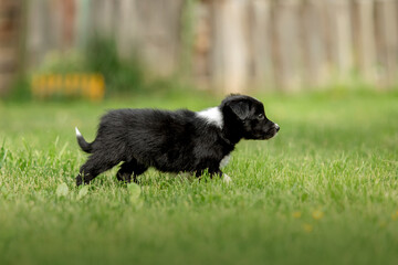 Naklejka premium Adorable border collie puppy frolics in lush green grass, embodying the spirit of canine companionship.