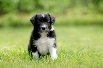 Adorable border collie puppy frolics in lush green grass, embodying the spirit of canine...