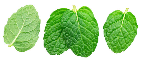Set of green fresh peppermint leaves or spearmint leaves isolated on white background. Full depth of field. File contains clipping path.