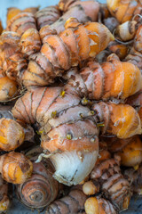 Freshly harvested Turmeric