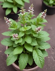 Thai basil