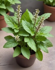 Thai basil