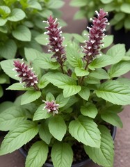 Thai basil