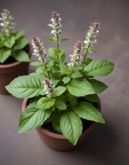 Thai basil