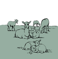 Vector drawing. Small sheeps lay at the field