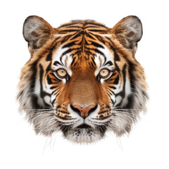 Close-up portrait of a tiger's face with intense, focused eyes.  The image showcases the animal's powerful presence and captivating gaze. isolated on a white background.