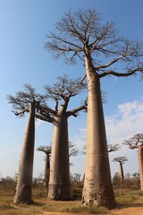 Tall baobabs in Morondava, Madagascar. Popular tourist place.
