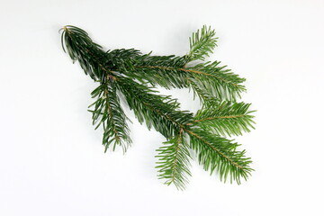 green fir branch on a white background. Christmas background