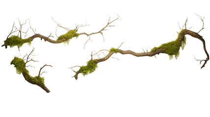 Fototapeta premium Set of moss-covered tree branch isolated on transparent png background.