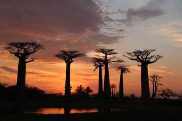 Beautiful sunset in Morondava with stunning baobabs, Madagascar.