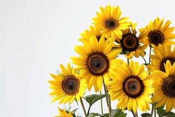 Obraz premium A cluster of bright sunflowers with golden petals 46 1 sunflower, flower, yellow, nature, summer, sunflowers, plant, field, blossom, flowers, sun, isolated, floral, beauty, flora, garden, agriculture