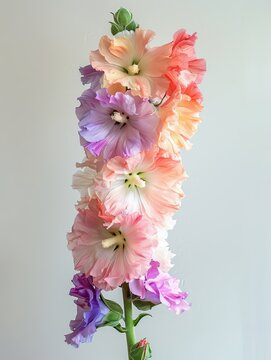 A closeup of a vibrant hollyhock flower in shades  44 3 nature, pink, purple, spring, blossom, beauty, bouquet, bloom, plant, petal, floral, garden, flora, violet, isolated, lilac, macro, flowers, hya