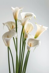 A cluster of elegant calla lilies with their cream 52 2 flower, spring, nature, plant, daffodil, white, flowers, yellow, blossom, isolated, narcissus, tulip, bloom, beauty, flora, petal, bouquet, leaf