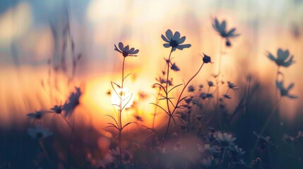 Silhouetted flowers in vintage sunset light with copy space blurred focus