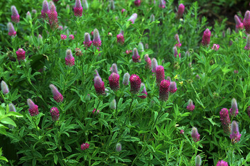 Wildflower bed of Purple Clover