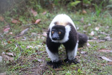 Wild lemur on Lemur Island in Vakona forest.