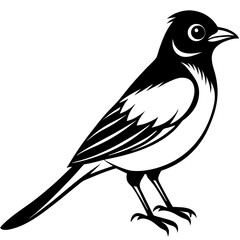 Vector illustration of bird