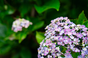 梅雨に咲く紫色の紫陽花