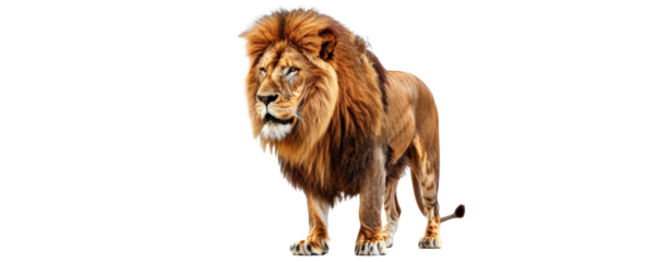 a circus lion clipart
