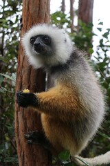 Wild lemur on Lemur Island in Vakona forest.