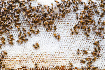 Honeycomb with many Bees