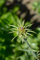 Milk thistle flower bud