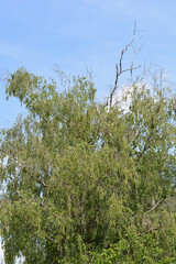 Common birch tree