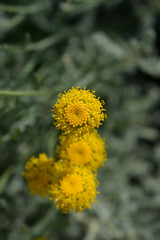 Cypress lavender cotton flowers
