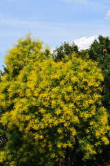 Golden rain tree branches with flowers