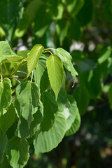 Obraz premium Handkerchief tree branch wit leaves