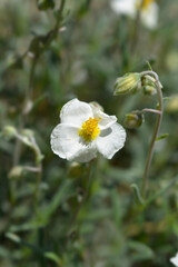 Common rockrose flower