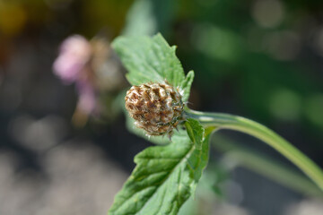Pink Bachelors Button flower bud