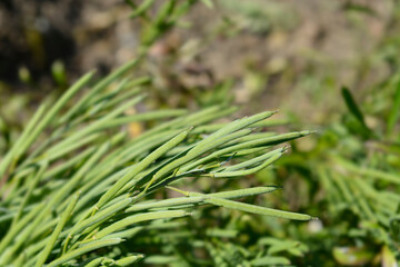 Alpine Wallflower seed pods