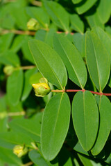 Aarons beard flower bud