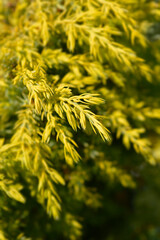 Juniper Gold Cone branch